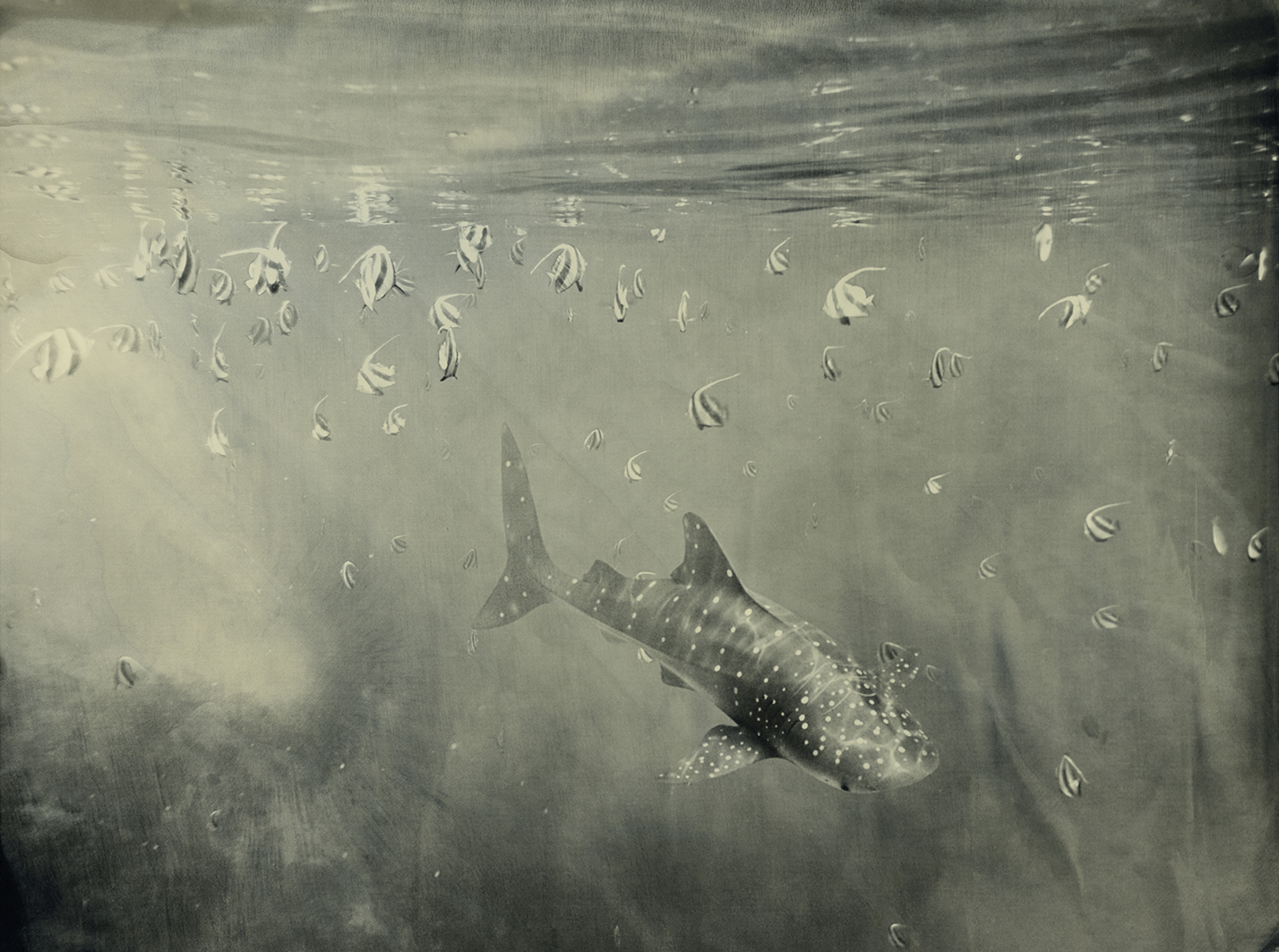 Whaleshark Filitheyo Maldives